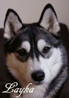 Photo of Kyanka’s Whatever You Want