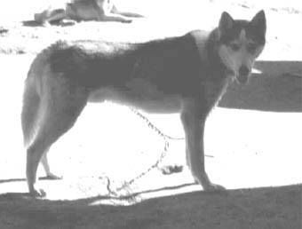 Photo of Unisak’s Rimfaxe