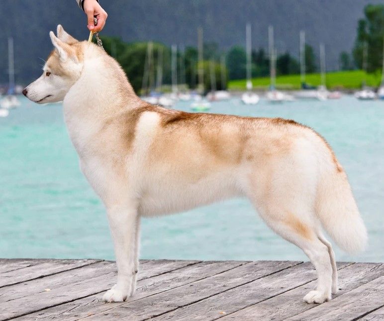 Photo of La Dam Latea Golden Shine