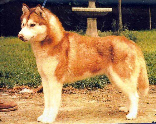 Photo of Artic Blue’s Sienna Sunrise