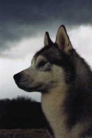 Photo of Likewind’s Raising Kane
