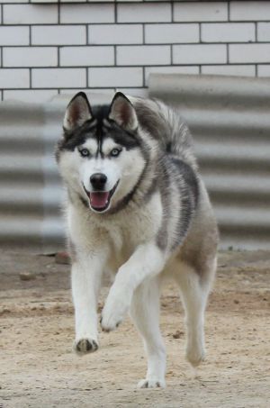 Photo of Grand Line Tseya Lucky