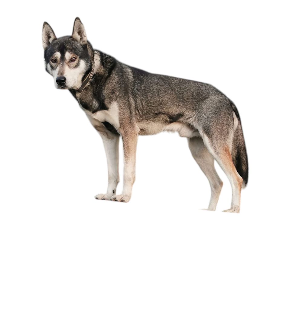 Photo of Good Mushing Beck Bet-No-Vat