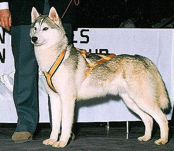 Photo of Chuchinka’s Shawn Boy