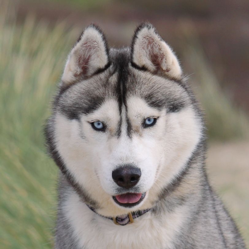 Photo of Liubov's Meteore Bleu