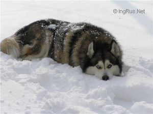 Photo of Sarkifeny Hugo