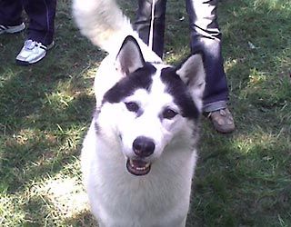 Photo of Krona