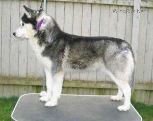 Photo of Ziemabora-Syntari’s Game On