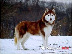 Photo of Uri Of Coolkennel