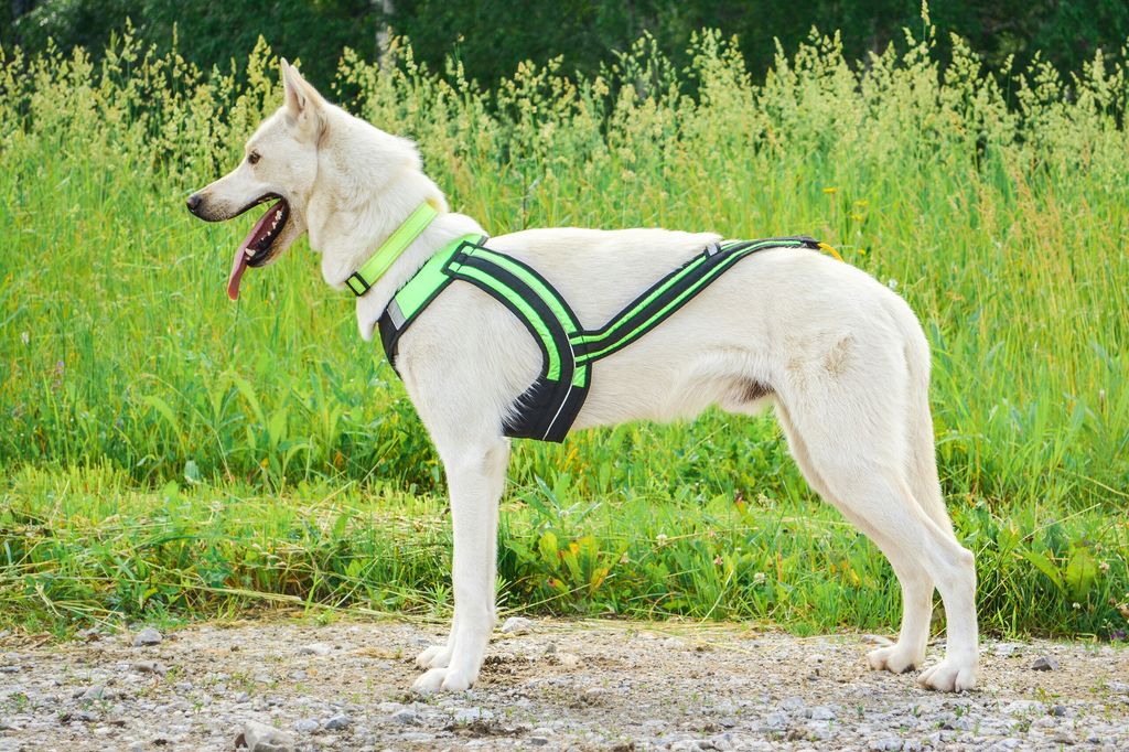 Photo of Lumikiisan Husky Waude