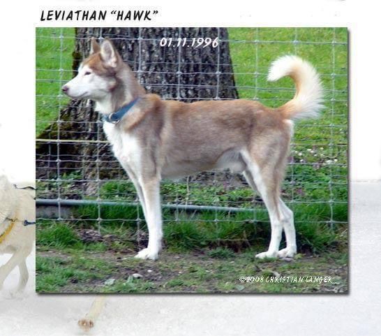 Photo of Aleutian Range Kennels Leviathan