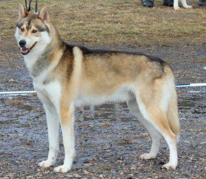 Photo of Arctic Soul Cool Cognaq