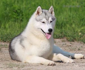 Photo of Husky Haven Cheerful Baby