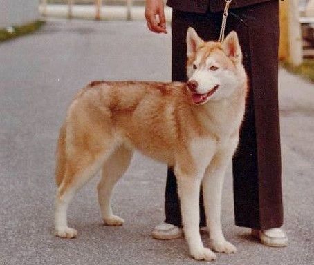 Photo of Shoshanna's Shiren of Kortar