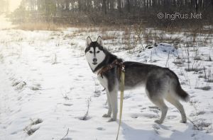 Photo of Husky Haven Geneva Sunny Day