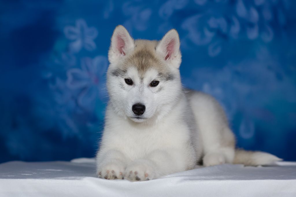 Photo of Lunnyy Zaschitnik Uarren Kenneth Worthington