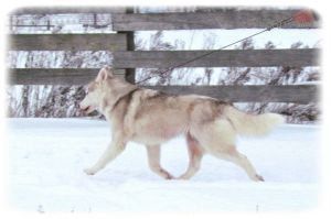 Photo of Kimlan’s Mystical Mistress