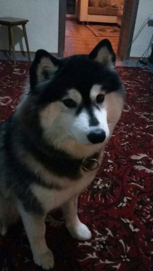 Photo of Husky Haven Sweet Cheeks