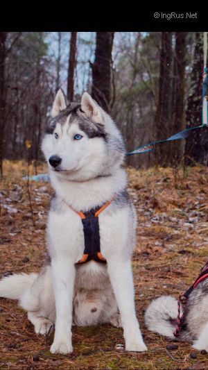 Photo of Ufford Destiny Skyfall S Goluboy Zvezdy