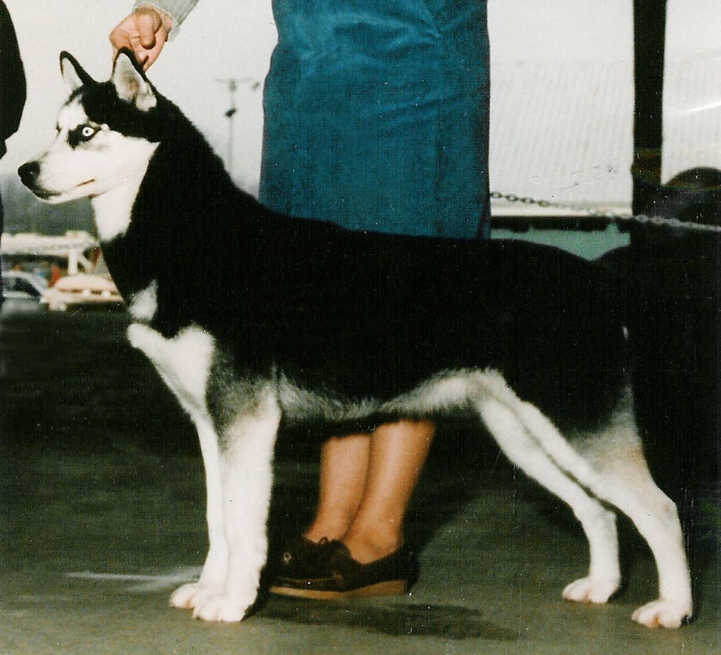 Photo of Kus-Cama’s Vampira