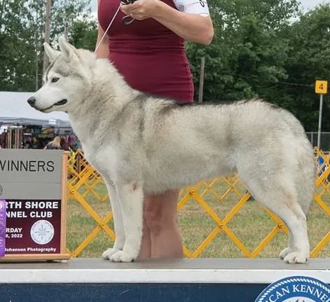 Photo of Midnight White’s Thunderstruck