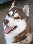 Photo of Play Boy S Goluboy Zvezdy