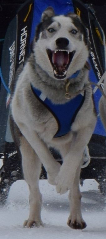 Photo of Il colle siberiano kennel’s Rudy