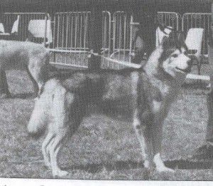Photo of Lobo’s Big Boy