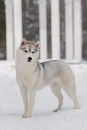 Photo of Husky Haven Peggy Sue
