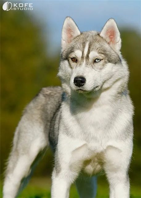 Photo of Trillium Blue’s Molly Of Husky Haven