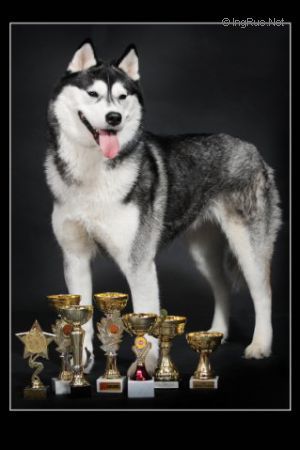 Photo of Husky Haven Tide of the Moon