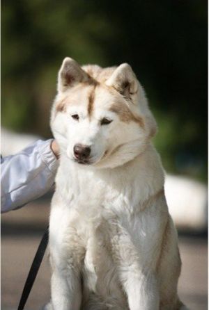 Photo of Husky Haven Indian Summer