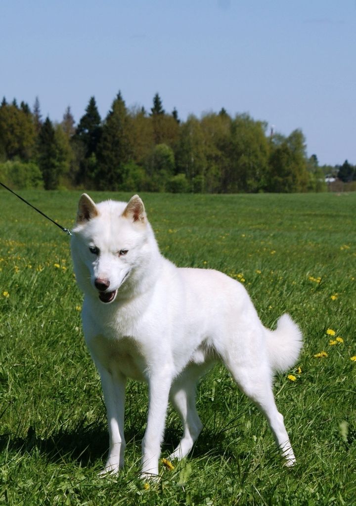 Photo of Vento Libero Ostryak Veter Nochi