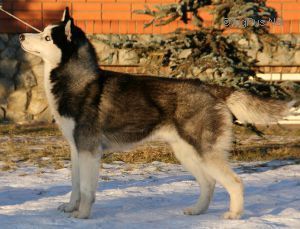 Photo of Husky Haven European Winner