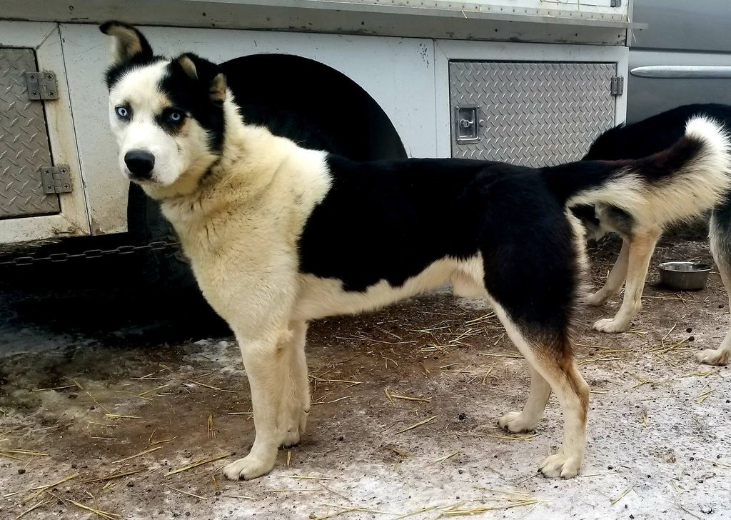 Photo of Deer Creek’s Apache