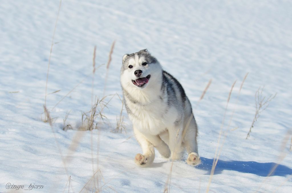 Photo of Hyperborea Tantum Inga-Britt