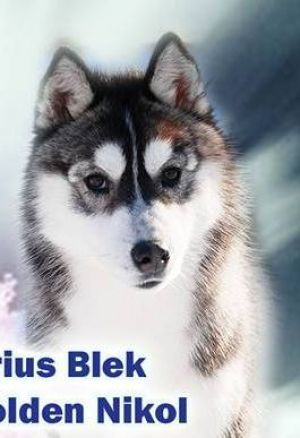 Photo of Sirius Black Of Golden Nicol