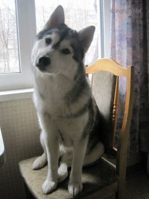 Photo of Florencia S Goluboy Zvezdy