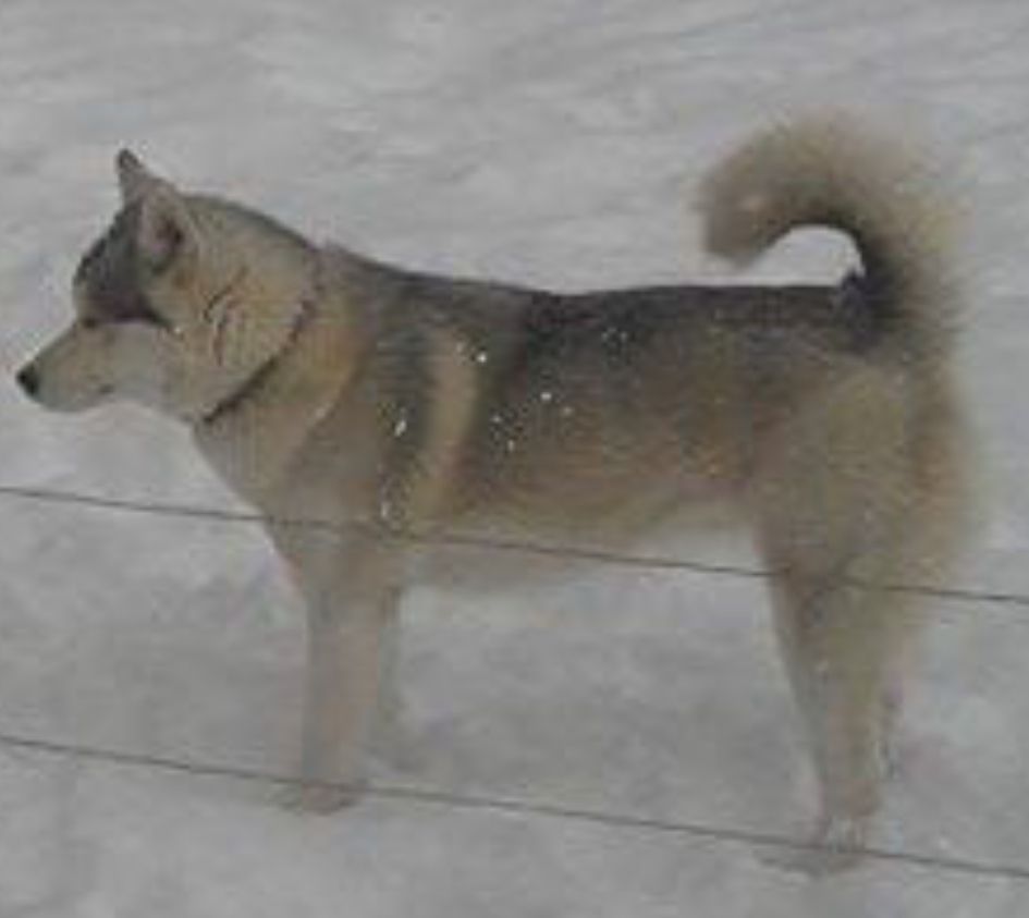 Photo of Tundra Hudnall
