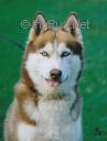 Photo of Red Volf Mishigan S Goluboy Zvezdy