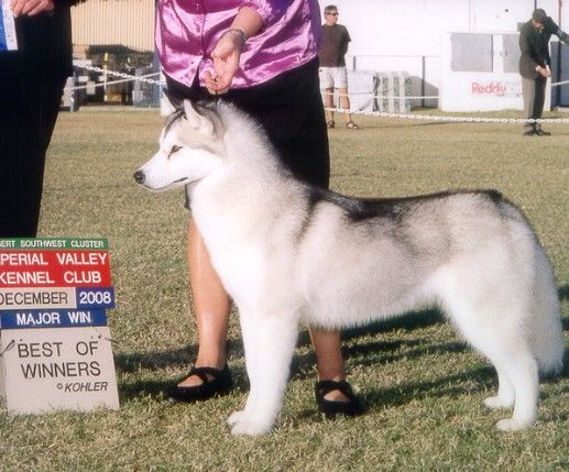Photo of Aatuk n Alpines Diamond in the Ruff