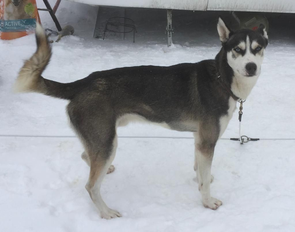 Photo of Iron Man ab Canis Polaris