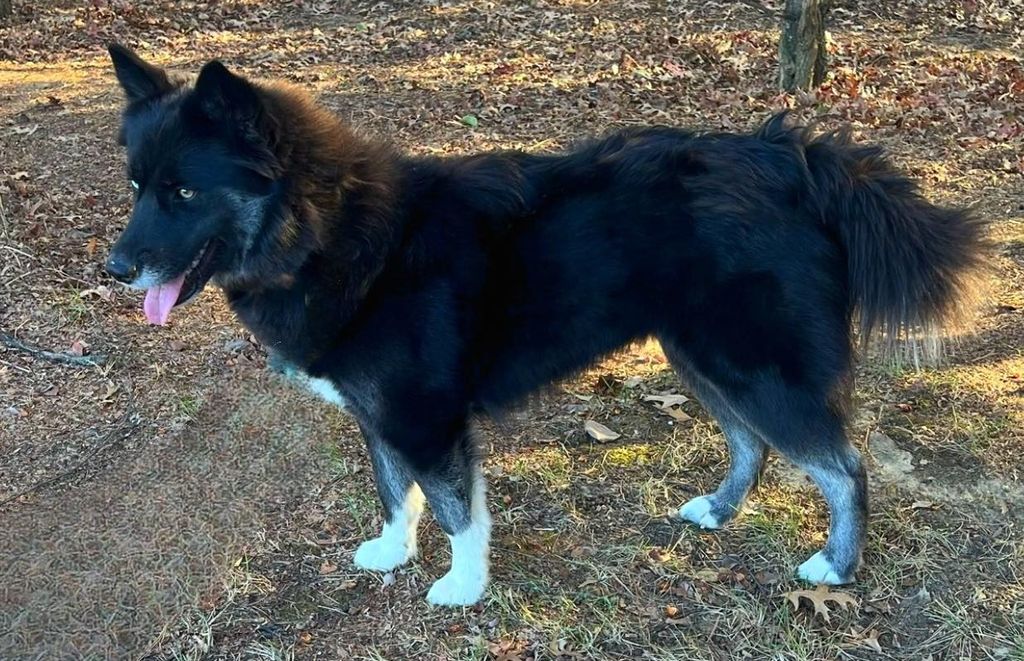 Photo of Moonlight Howl's Black Diamond