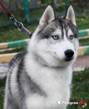Photo of Extra Playboy Eskimoski Domek