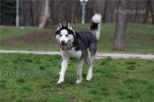 Photo of Kruiz