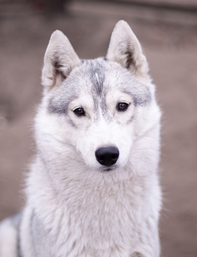 Photo of Iklil from Minsky Siberians