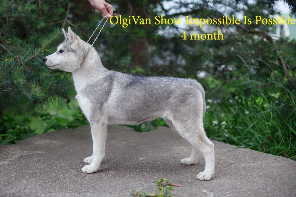 Photo of Olgivan Show Impossible Is Possible