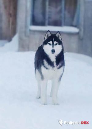 Photo of Nord Husford Alyaska Snow