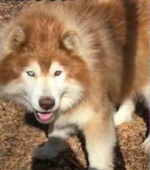 Photo of Nanook Maximus Bentley