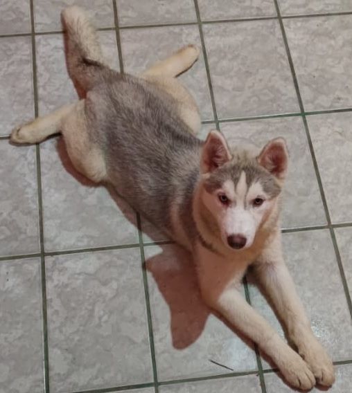 Photo of Hanik's Kira